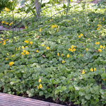 Вальдштения тройчатая. Waldsteinia ternata.