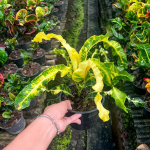 Кротон PHET KASEM