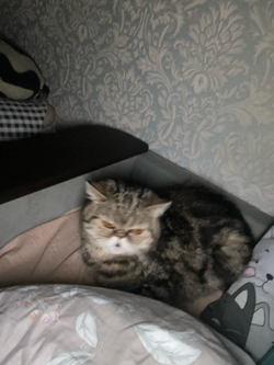 Оливковое масло Goccia D'oro рафинированное 1л Италия