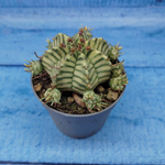 Euphorbia meloformis f. Variegated (Эуфорбия вариегатная)