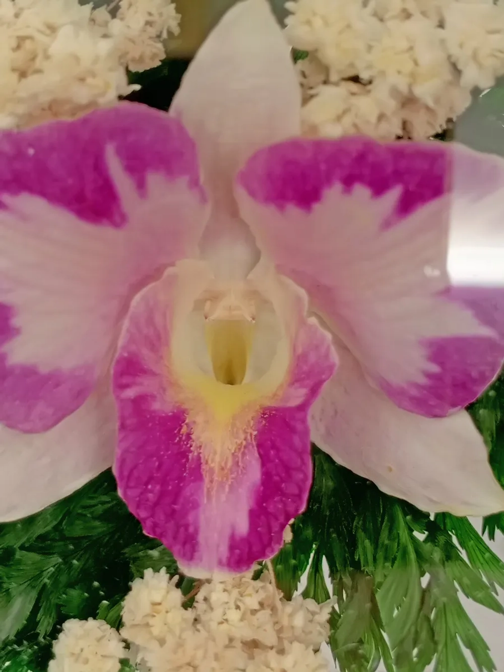 натуральные цветы в стекле, вакуум