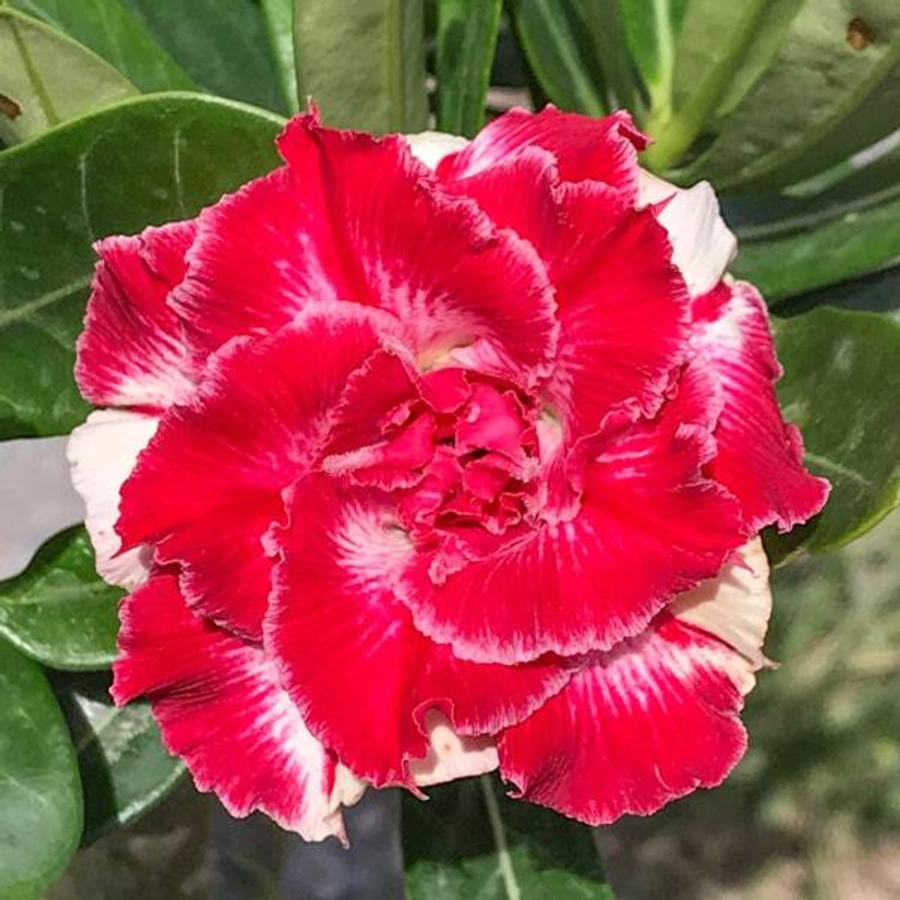 Адениум обесум 363 Ngọc Đan