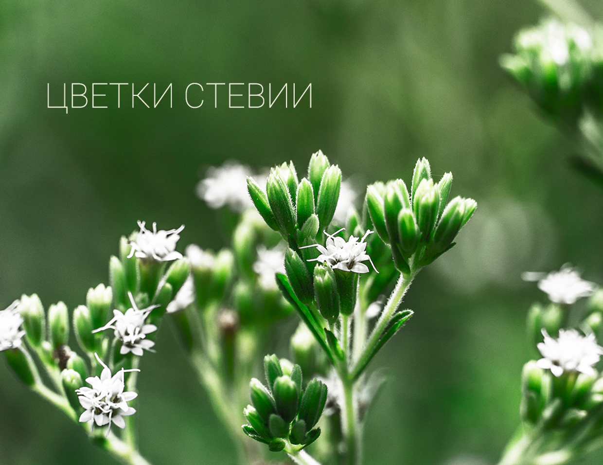 Натуральные сахарозаменители