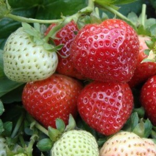 Эви 2 (Ева 2, Evie 2). Англия