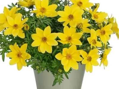 Биденс Eldoro compact yellow