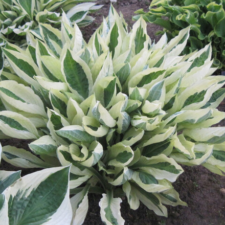 Хоста Йеллоу Полка Дот Бикини С2