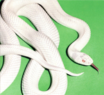 Deftones / Private Music (CD)