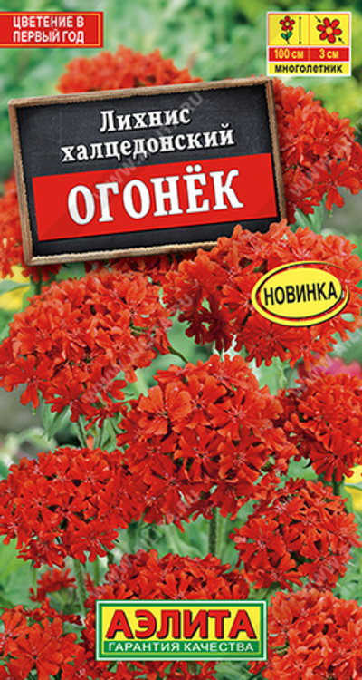 Лихнис халцедонский Огонек