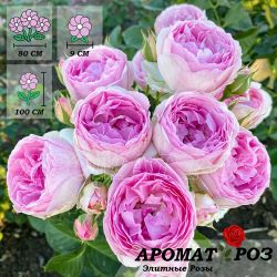 Везалиус (Vesalius)