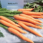 Небула F1 семена моркови нантской (Seminis / ALEXAGRO) культура