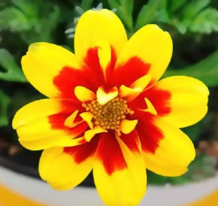 ЕВРО Биденс Taka Tuka® S Double Yellow Red Center укорененный черенок ОКС февраль 26 Volmary