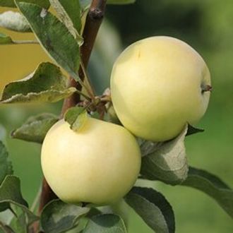 Яблоки Белый налив / 7 кг