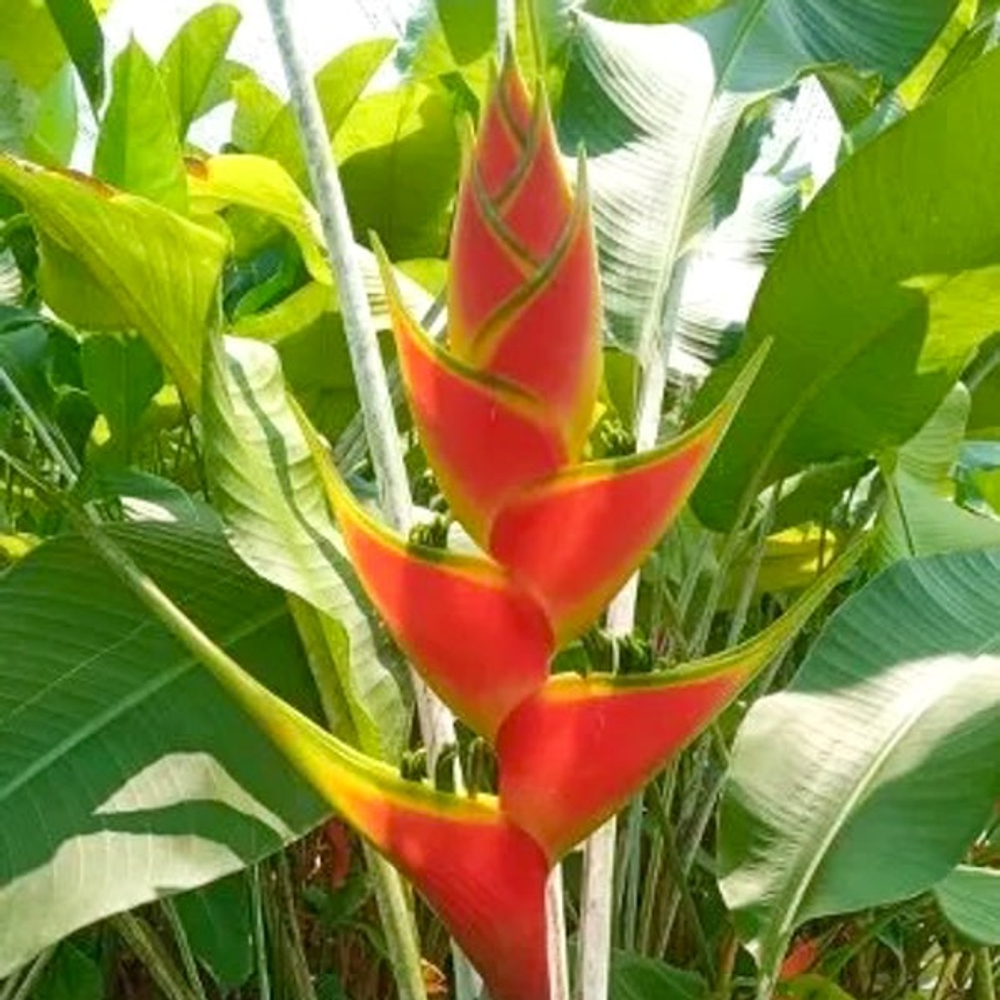 Геликония WAGNERIANA TURBO (Н121)