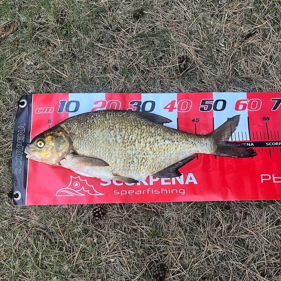 Линейка Scorpena для измерения улова