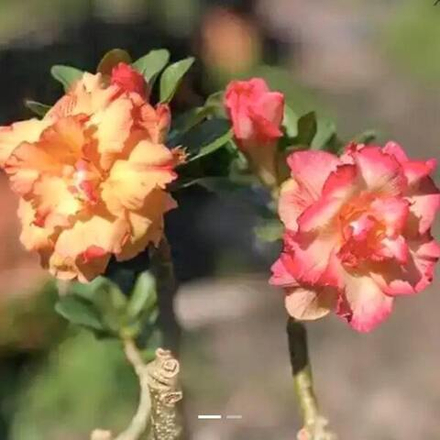 Адениум обесум 245 D2