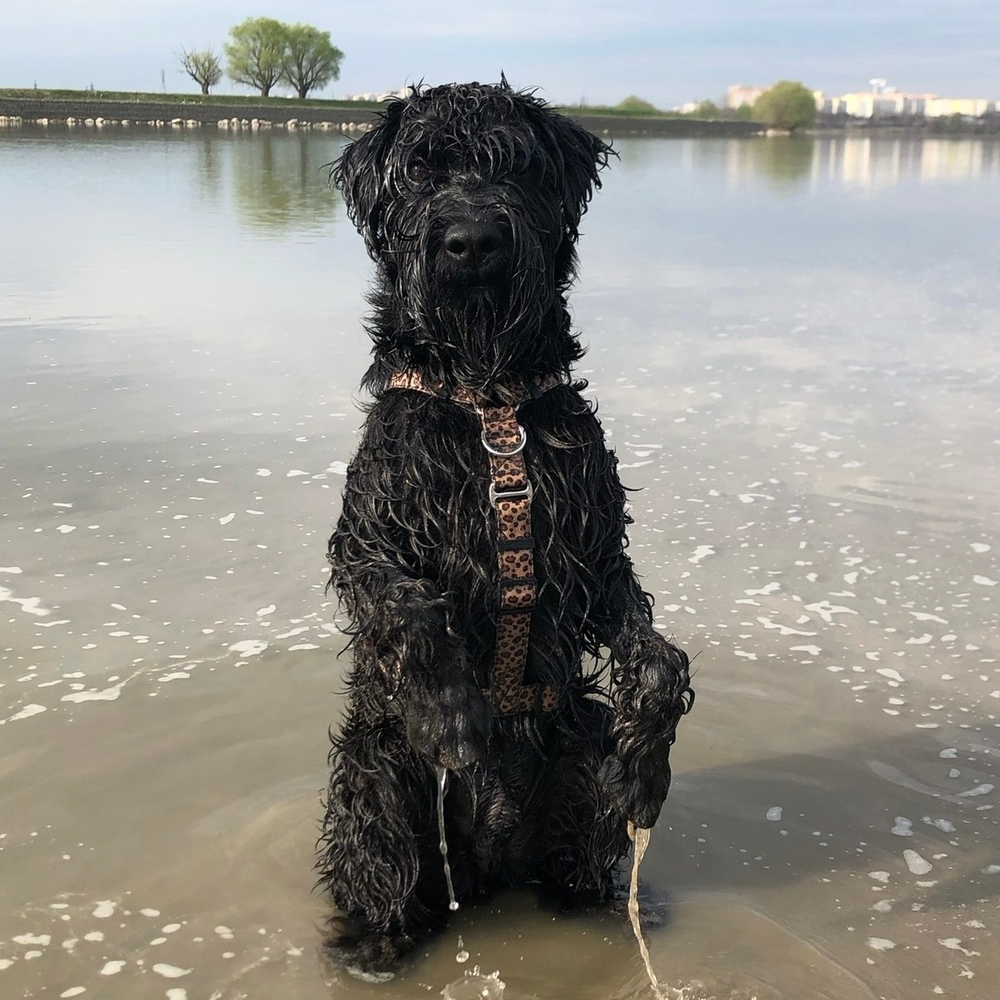 Шлейка Неуловимый леопард, наличие