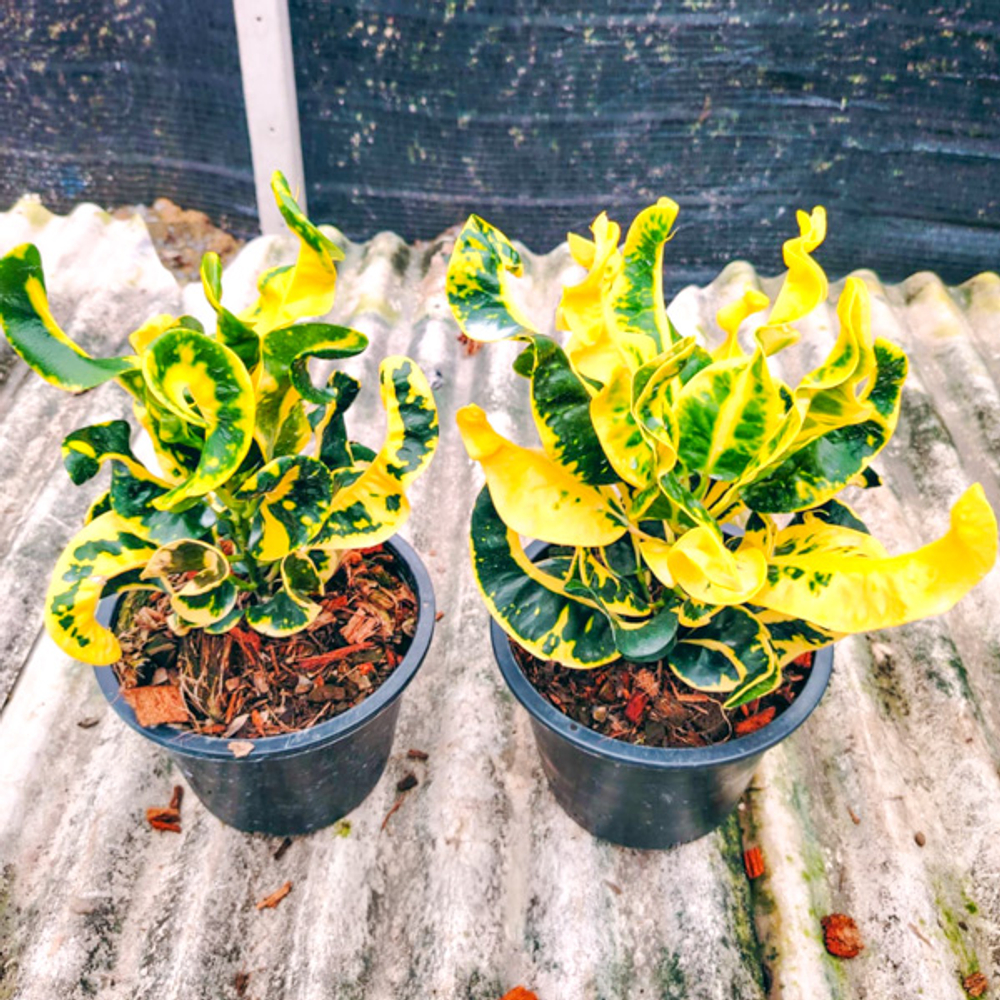 Кротон PT39 THING YURAI