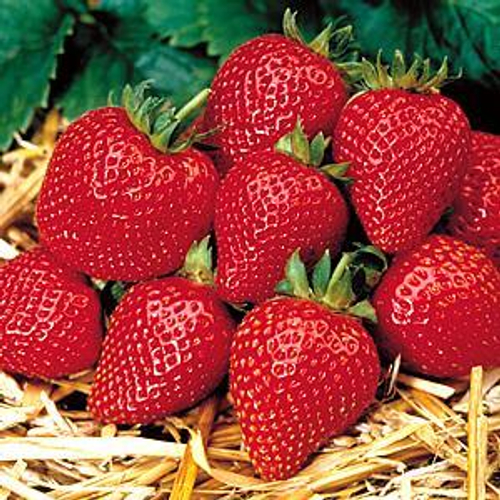 Фусанока (Fusanoka). ЯПОНИЯ. Стабильно сладкий.