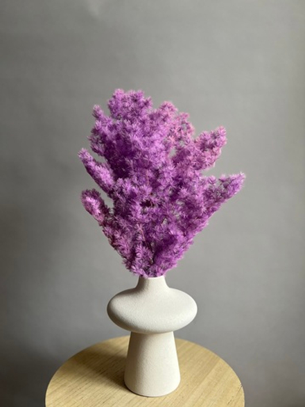 Аспарагус стабилизированный сиреневый