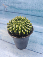 Gymnocalycium Spineless Crested form (Гимнокалициум Кристатный)