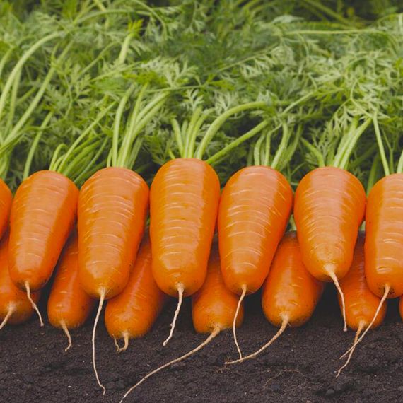 КЮРАСАО F1 семена моркови Bejo характеристика