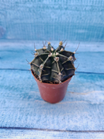 Gymnocalycium Friedrichii (Гимнокалициум)