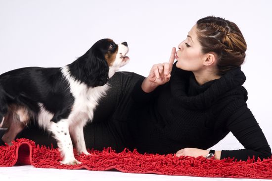 О чем собака лает? Причины лая.