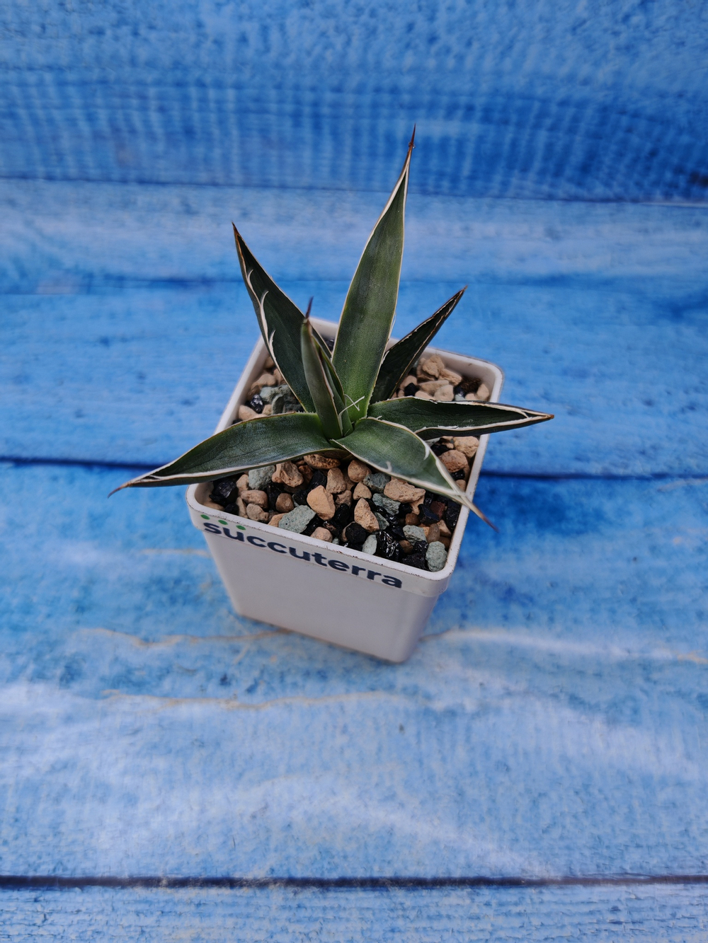Agave Filifera (Агава)