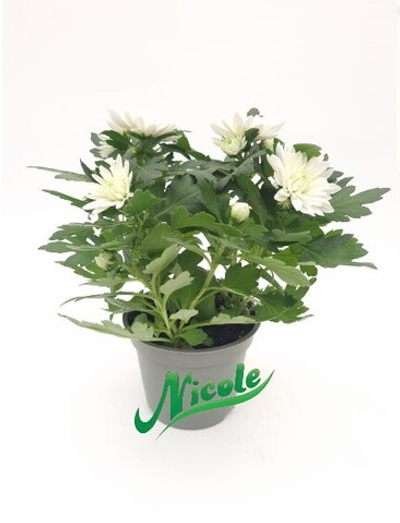 Хризантема, диаметр 12 (цвета - розовый, желтый, бордовый)