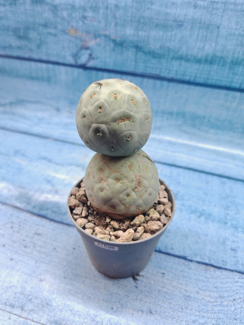 Tephrocactus Geometricus (Тефрокактус)