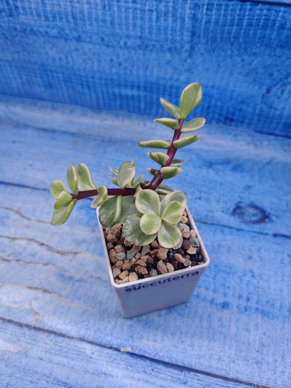 Portulacaria Afra Variegata (Портулакария)