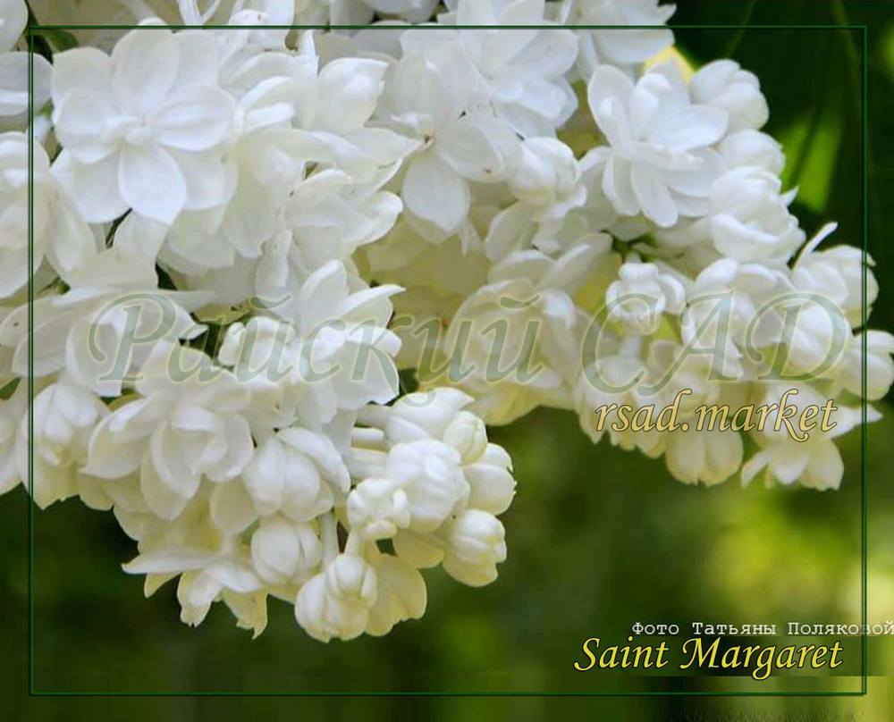 Сирень  Saint Margaret ( Сент Маргарет)