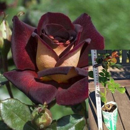 Роза Эдди Митчелл чайно-гибридная, саженец с ЗКС.