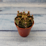 Gymnocalycium Friedrichii (Гимнокалициум)
