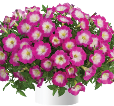 32234 Петуния CASCADIAS FANTASY HOT PINK IMP. (ВЕСНА 2025)