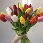 21 тюльпан контрастный микс в упаковки + 2 белых тюльпана, каждый отдельно в прозрачной упаковке