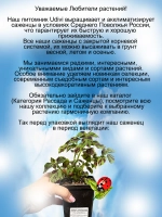Колеус ампельный Мания преследования Трайлинг Психолеус