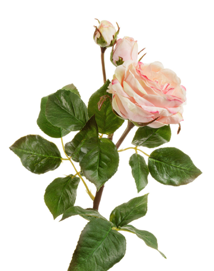 Роза Дэвид Остин Мидл ветвь кремово-розовая со св.лаймом, в-50 см