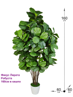 Фикус Лирата Робуста 160см в кашпо
