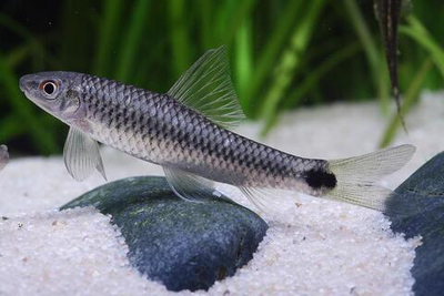 Водорослеед Ретикулатус