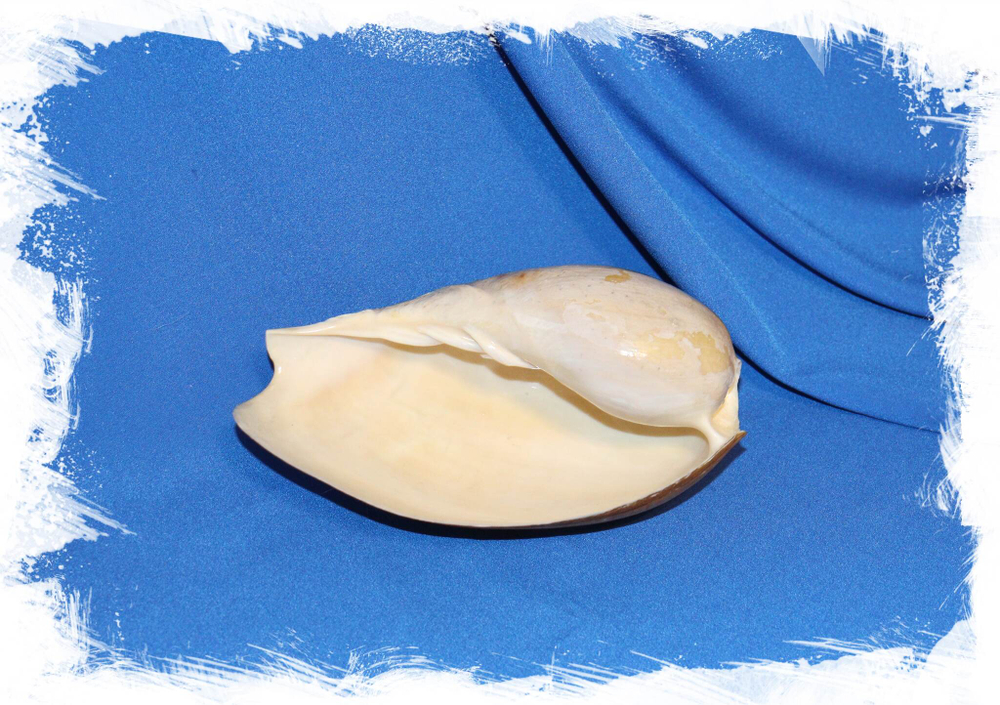 Морская ракушка Cymbium caputvelatum