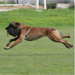 Жгут "Pro Guide" для обучения командам Schutzhund