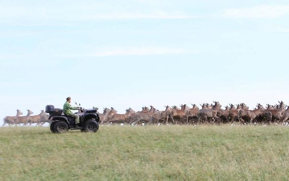 Квадроцикл BALTMOTORS Striker 700 EFI (ПСМ)