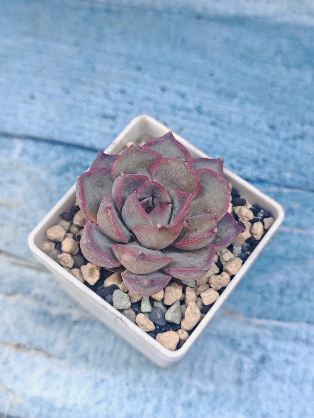 Echeveria Summer (Эхеверия)
