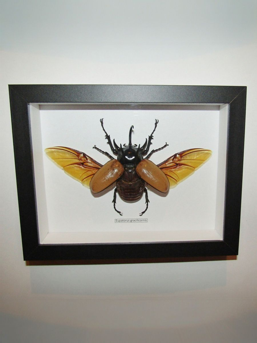 Жук Eupatorus gracillicornis в рамке