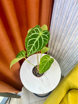 Антуриум Магнификум, D10см Н25см, 1шт, Urban Jungle