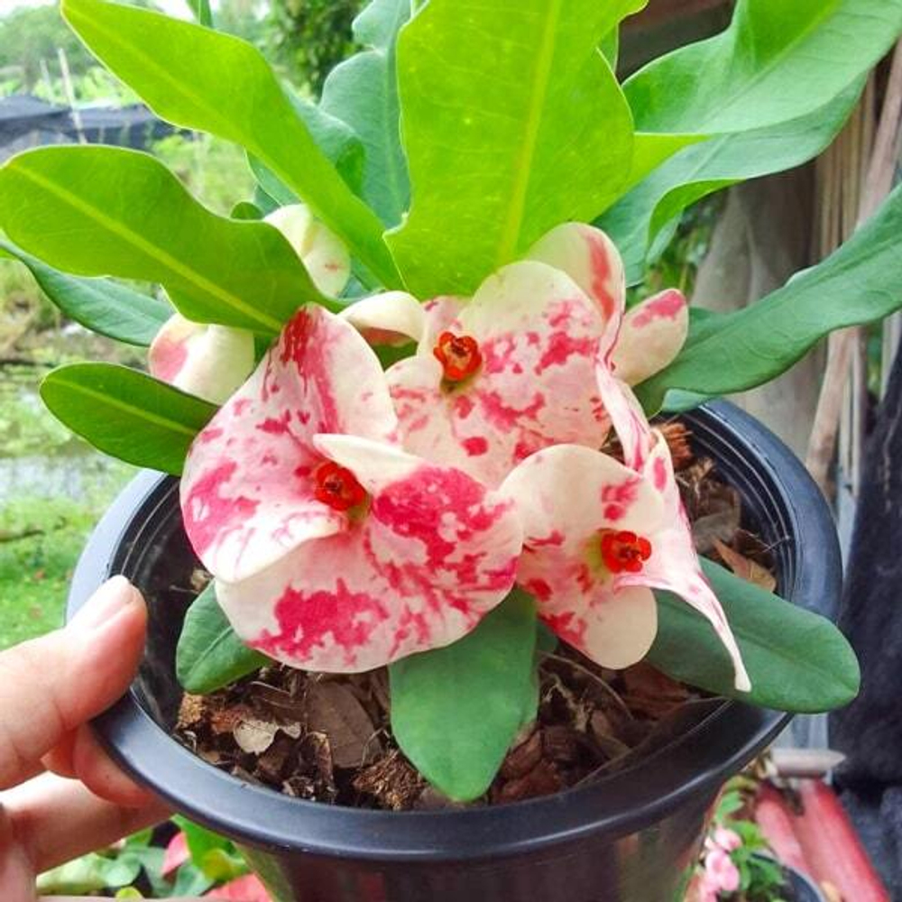 Эуфорбия Миля MAE FAHLUANG