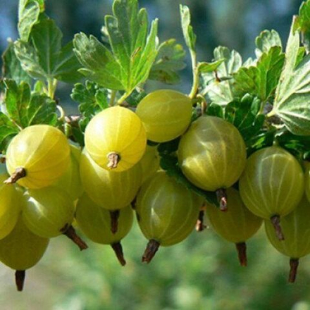 Крыжовник КЛОН ЮБИЛЕЙНОГО