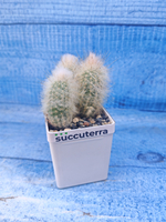 Austrocephalocereus dybowskii (Аустроцефалоцереус )
