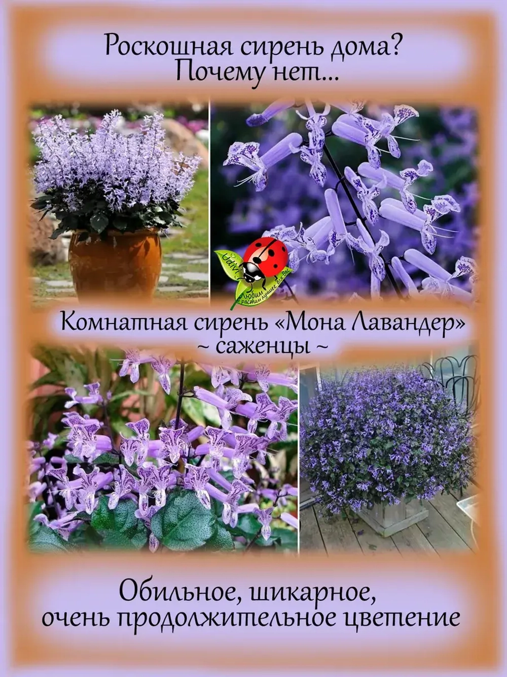 Комнатная сирень Мона Лавандер плектрантус гибридный